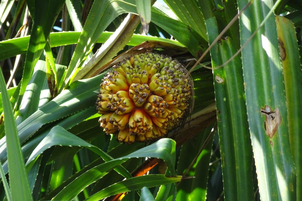 Pandanus odorifer